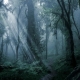 Misty forest peel and stick removable wallpaper, temporary wallpaper, renters wallpaper
